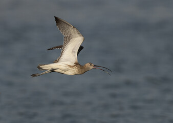 Eurasian curlew flying in the morning light at Mameer creek,  Bahrain