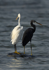 Western reef herons, a white morphed and a dark morphed at mameer coast, Bahrain