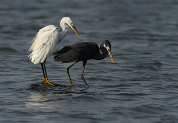 Closeup of a pair of Western reef heron, a white morphed and a dark morphed at mameer coast, Bahrain