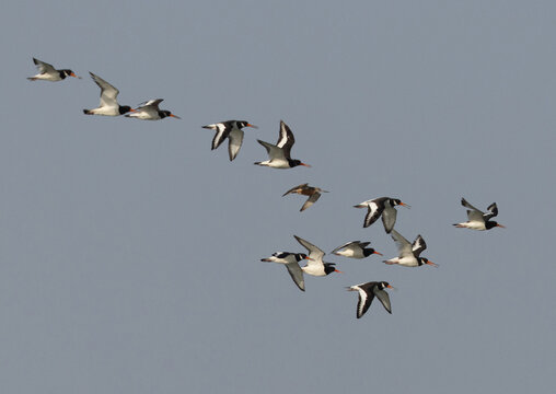 A godwit flying with a flock of Oystercatchers at mameer, Bahrain