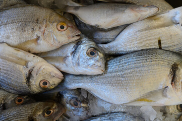 Freshly caught fish arranged on ice at a vibrant local market in the early morning sunlight