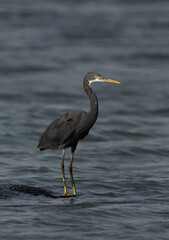 Western reef heron perched on a tyre, Bahrain