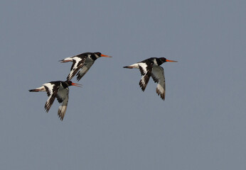 Oystercatchers flying at mameer creek of Bahrain