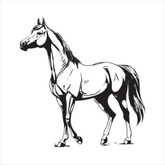 Horse Vector 