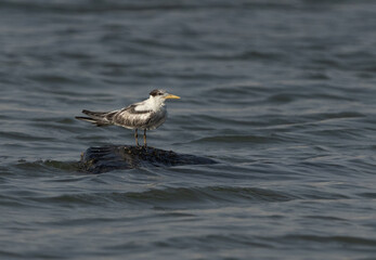 Lesser Crested Tern perched on a tyre at Mameer coast, Bahrain