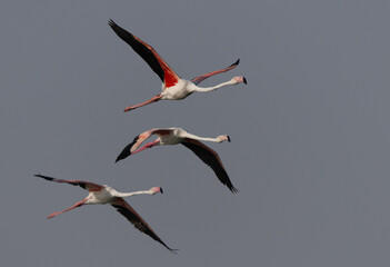 Greater Flamingos flying at Mameer coast in the morning, Bahrain