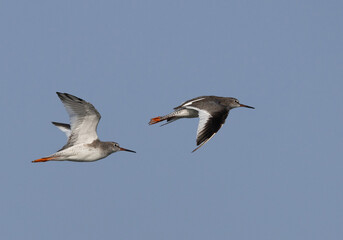 Common Redshanks flying at Mameer creek, Bahrain