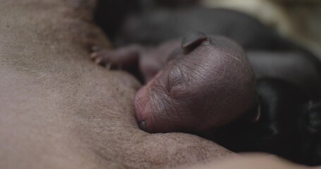 Tiny, hairless puppies instinctively find a nipple of their mother and begin to drink milk,...