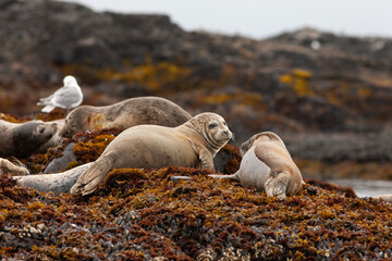 Phoques au repos © laurent
