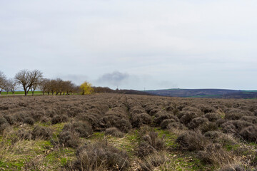 Dry lavender bushes in early spring