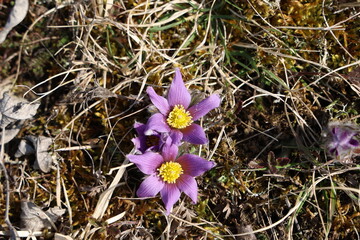 Beautiful purple fluffy flower Oriental Pulsatilla patens pasqueflower