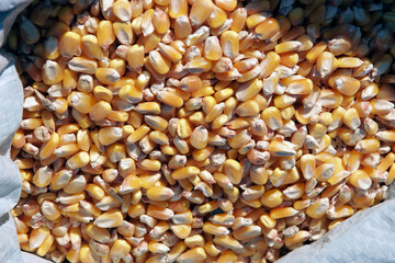 Close up of corn seeds inside a white bag