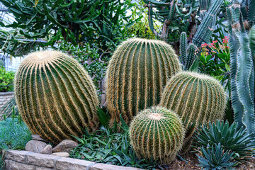 Golden barrel cactus or Echinocactus grusonii 