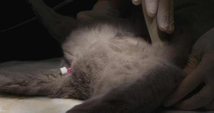 The veterinarian conducts an ultrasound study by a cat with a urinary catheter, providing the correct function of the bladder and the diagnosis. Ultrasound of the abdominal cavity in a cat.