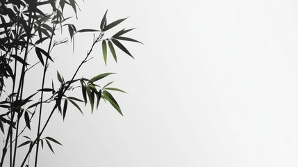 Fototapeta premium Silhouetted Bamboo Stalks and Leaves Against a White Background