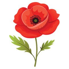 red poppy isolated on white