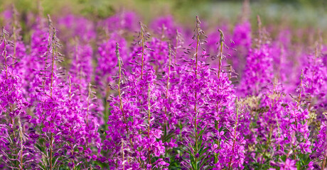 Obraz premium Weideröschen, Epilobium, Nahaufnahme in voller Blüte