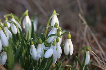 A cluster of Snowdrops backlit with sunlight