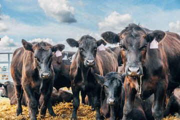Black Angus calves in the open air