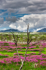 Obraz premium Weideröschen im Abisko Nationalpark in Schweden