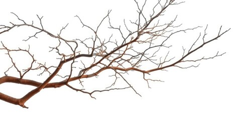 Fototapeta premium Bare, gnarled branches isolated against a pure white backdrop, white background, skeletal