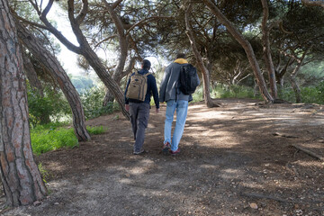 Fototapeta premium Hikers walking in a pine forest trail