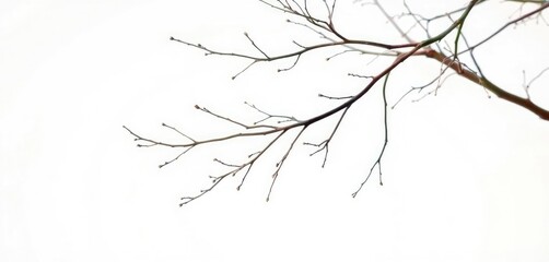 Delicate, bare branches isolated against a pure white backdrop, black and white, stock photo
