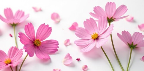 Fototapeta premium Delicate Cosmos flower petals scattered on a white background, garden, serene