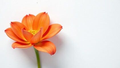 Naklejka premium High-contrast shot of a flower against a plain white surface, isolated, flower, petals