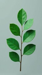 Fototapeta premium isolated green eucalyptus leaf on gray background, nature, green, eucalyptus leaf