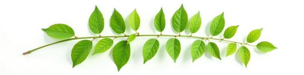 Naklejka premium Isolated leaf branch on white background with shadow, leaf, shadow, natural