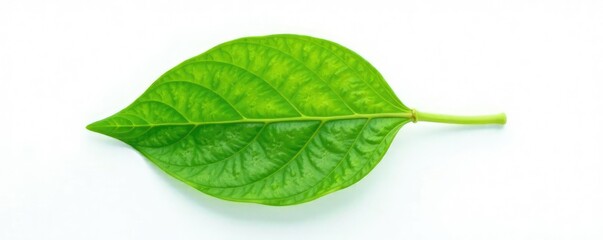 Fototapeta premium Isolated leaf against white background with subtle texture, leaf, nature