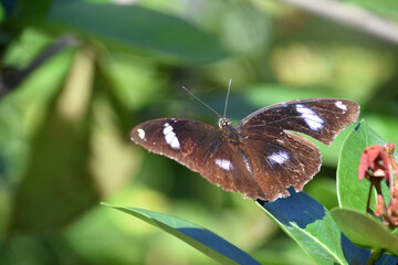 Spotted Wings on an Eggfly Butterfly on a Leaf