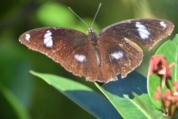 Eggfly Butterfly with Wings Spread Really Wide