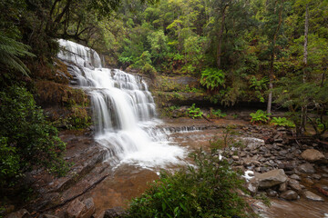 Fototapeta premium Wasserfall in Tasmanien, Liffey Falls in Australien nach einem starken Regen.