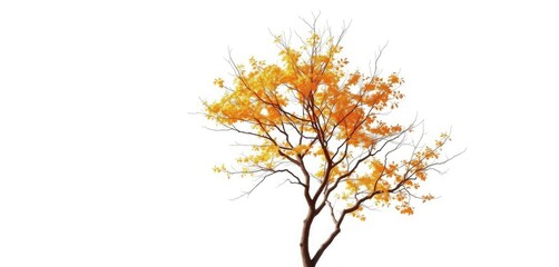 Fototapeta premium Single deciduous tree, stark branches against pure white, white background, botany