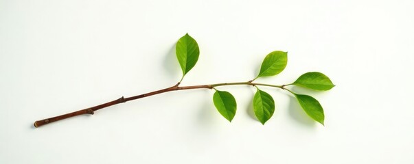 Obraz premium Single isolated branch against a bright white background with soft light, botanical photography, wooden texture