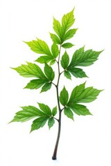 Fototapeta premium Single isolated branch with leaves on white background, leafy, trees