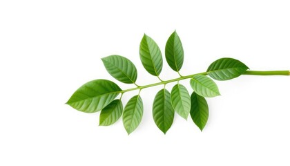 Single vibrant green plant isolated on pure white background, tropical, single plant