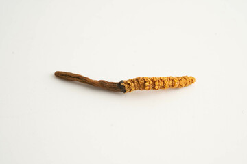 Cordyceps sinensis or Ophiocordyceps sinensis isolated on white background, mushroom herb treatment medicine.