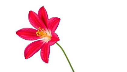 Fototapeta premium A single, vibrant flower, petals fully open, isolated on pure white , bloom, single flower