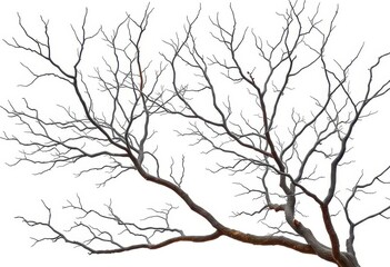 Fototapeta premium Bare, intricately branched tree limbs isolated on pure white backdrop, delicate, stock photo