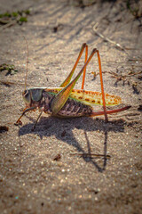 grasshopper on the ground