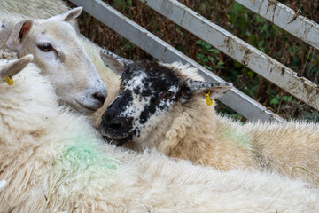 UK Sheep Breeds Fence Detail