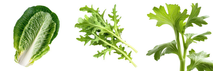 On a clear transparent background, a solitary Baby Cos lettuce leaf is depicted, made possible by Generative Ai