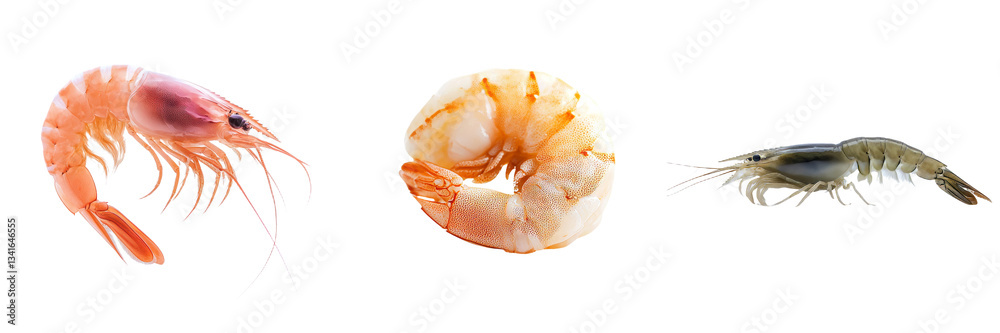 Poster on a transparent background, a raw shrimp is isolated, a creation of generative ai