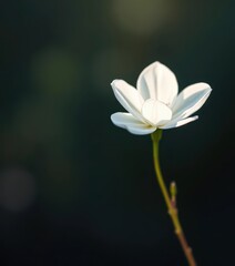 Single ethereal white bloom, petals translucent, soft focus, dreamy lighting, studio, dreamlike