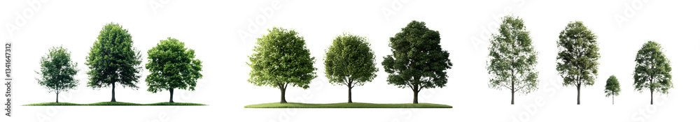 Poster transparent background png images of common eurasian quaking aspen or european populus tremula trees