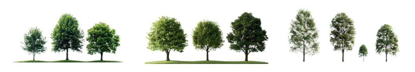 Transparent background png images of common Eurasian quaking aspen or European Populus tremula trees in medium and small sizes isolated as premium cutouts in summer street settings