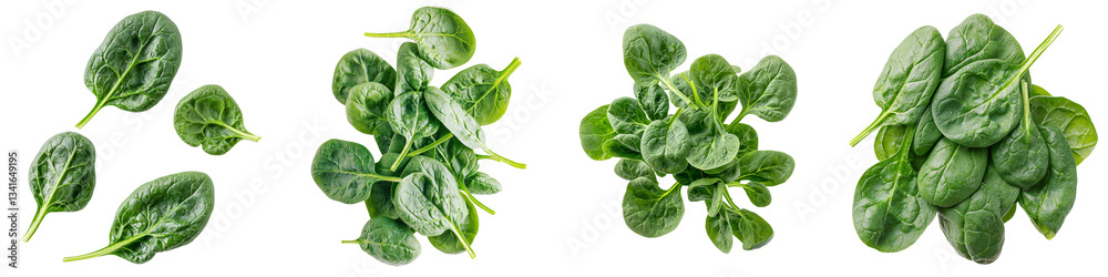 Poster Generative Ai has produced an image of isolated spinach leaves set against a transparent background
